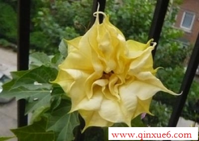 ɫ޵Ļwww.qinxue6.com  