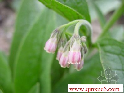 Ķhttp://www.qinxue6.com
