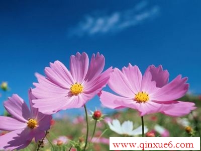 Ȼhttp://www.qinxue6.com