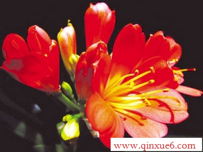 http://www.qinxue6.com