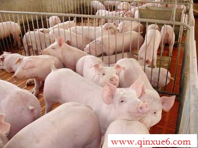 Ķhttp://www.qinxue6.com